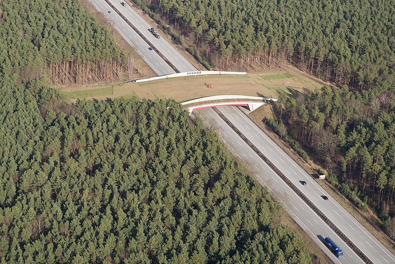 An overview of a wildlife bridge.