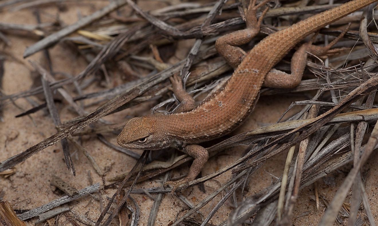 Dunes Sagebrush Lizard. Image credit: medium.com