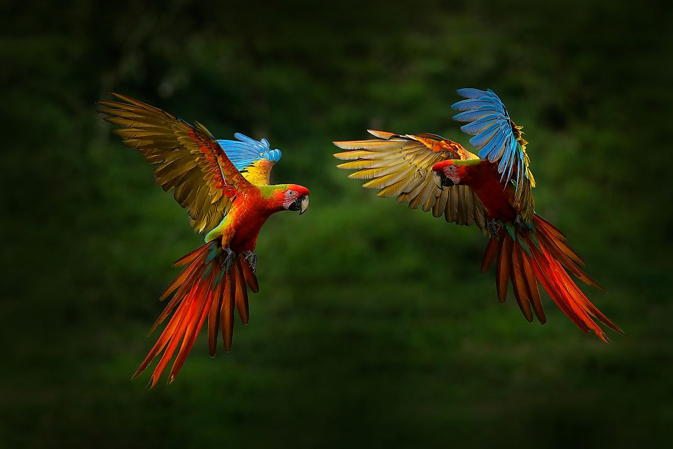 Macaws in the rainforest. Image credit: Ondrej Prosicky/Shutterstock.com