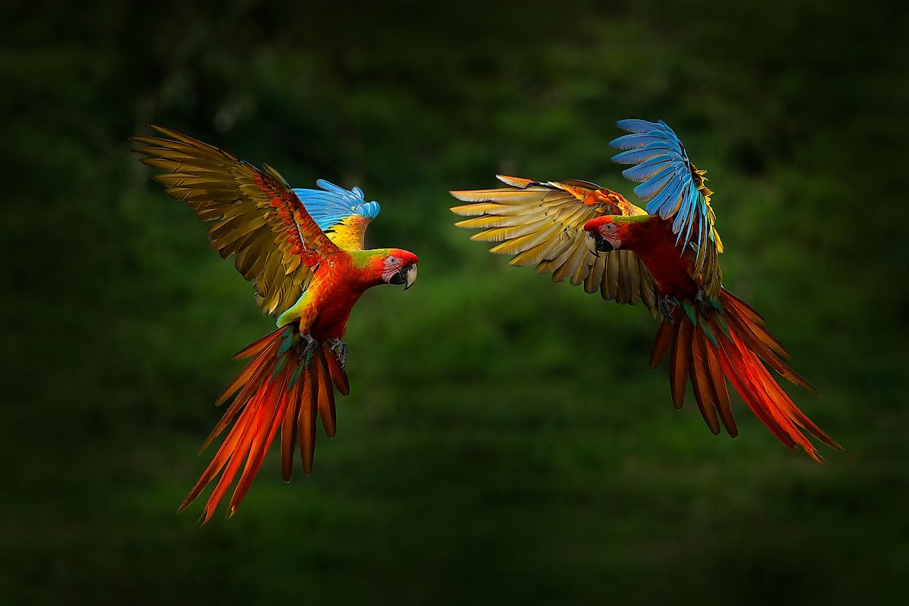 Macaws in the rainforest. Image credit: Ondrej Prosicky/Shutterstock.com