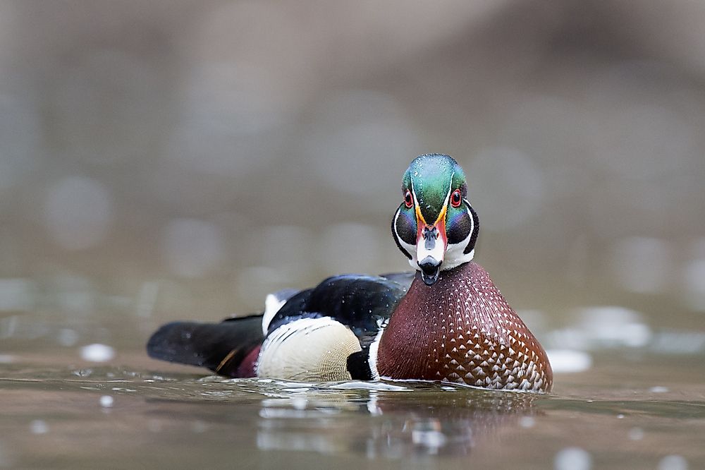 A duck in Wissahickon Valley Park. 