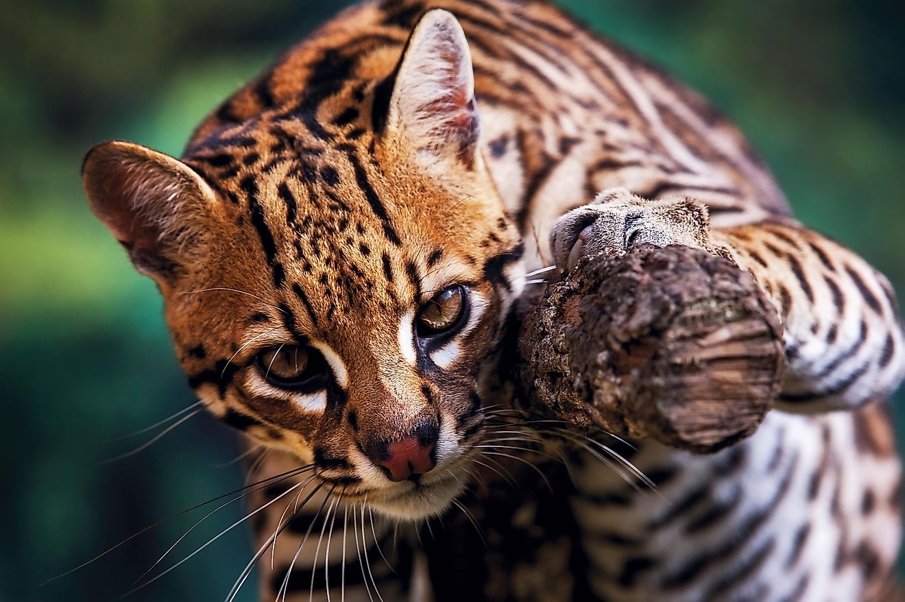 An ocelot looking straight at the camera.