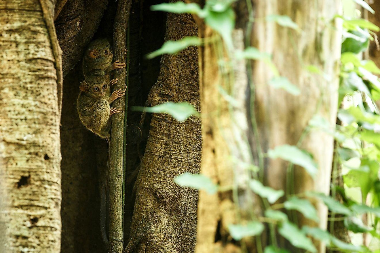 Family of spectral tarsiers. Image credit: Jiri Hrebicek/Shutterstock.com