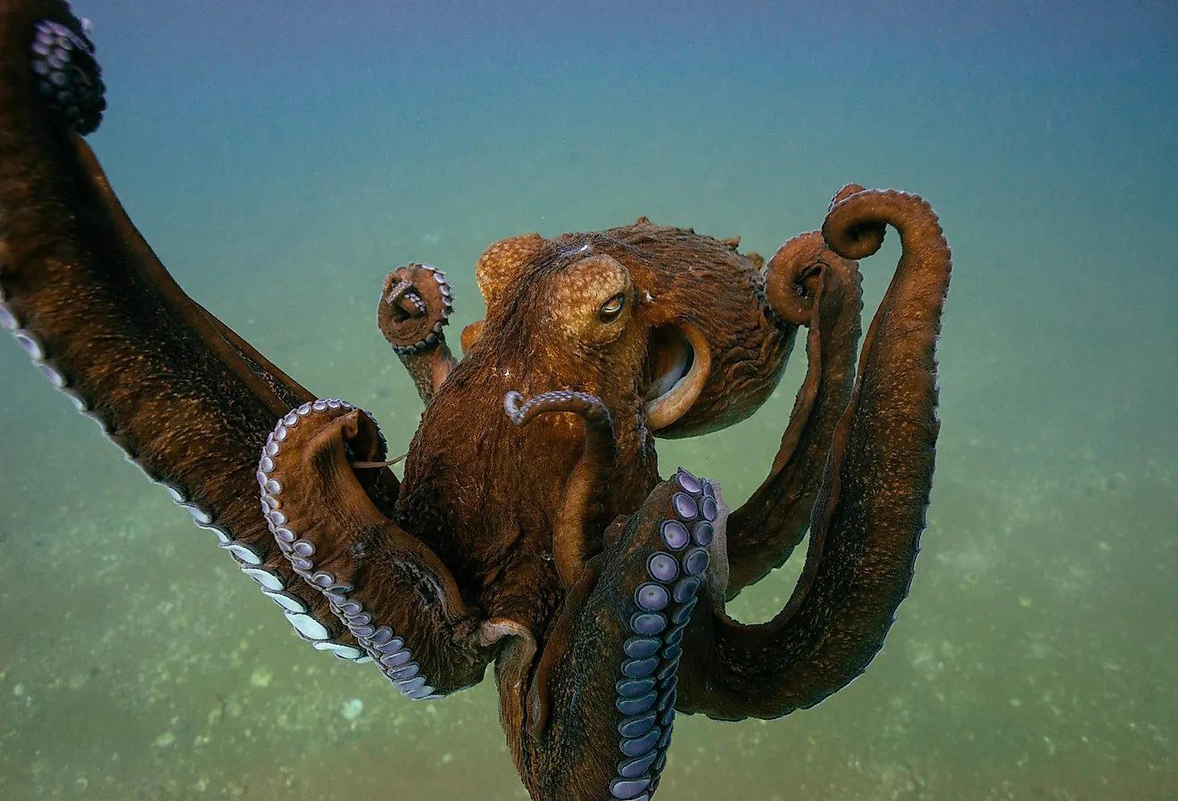 Giant Pacific octopus underwater.