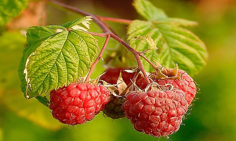 Raspberries growing on a tree.