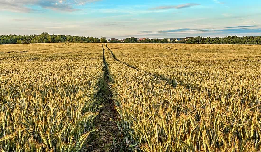 A rye field in Belarus.