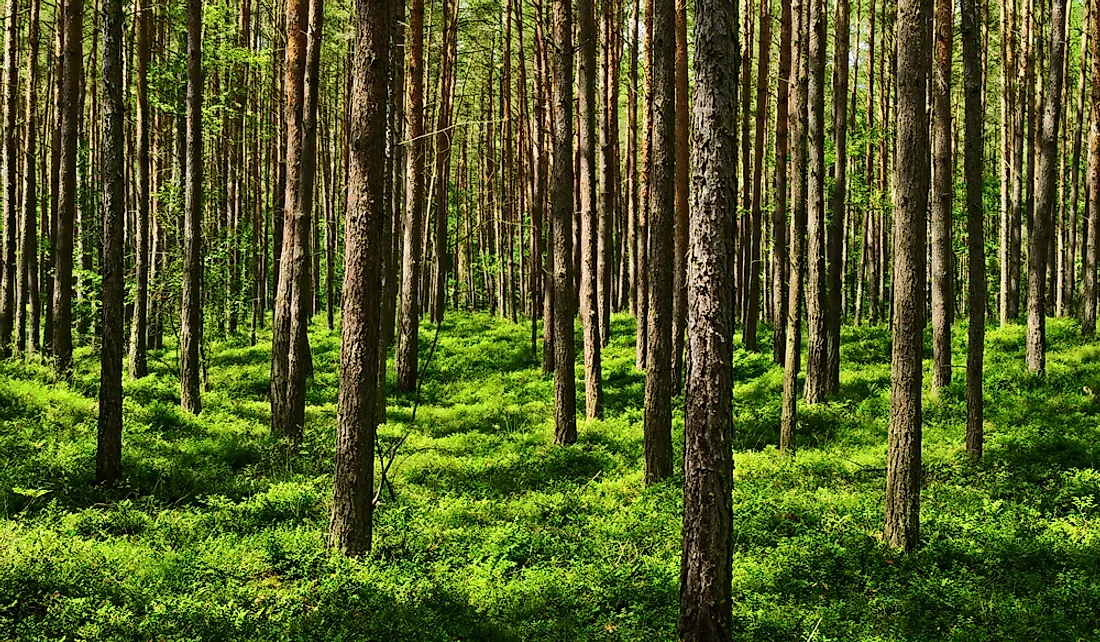 Where Are Temperate Forests Found? - WorldAtlas