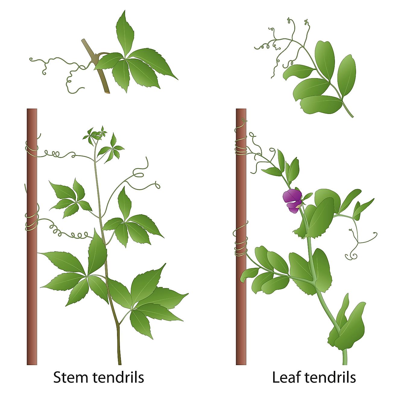 Tendrils help the plant to climb a support.