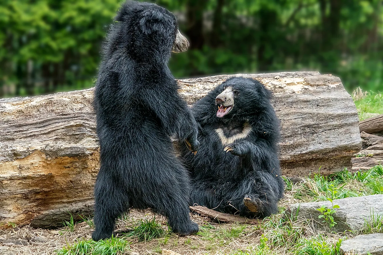 sloth bears while fighting and playing
