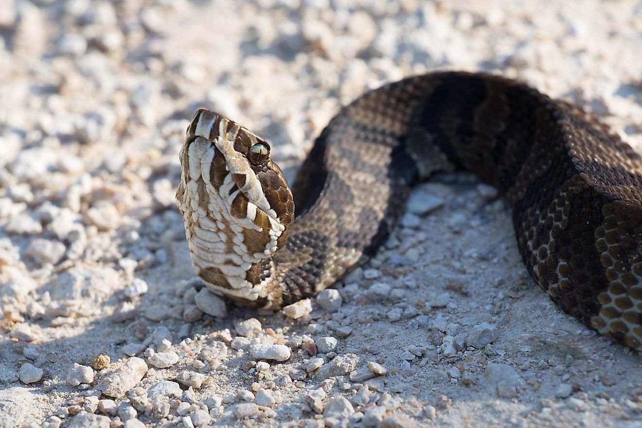 Commonly referred to as a "Cottonmouth" in its native Southeastern US, the Water Moccasin is an American species of pit viper.