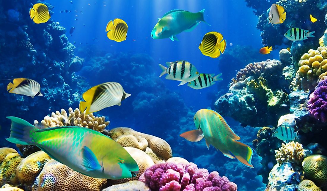 Different fish species at a coral reef.