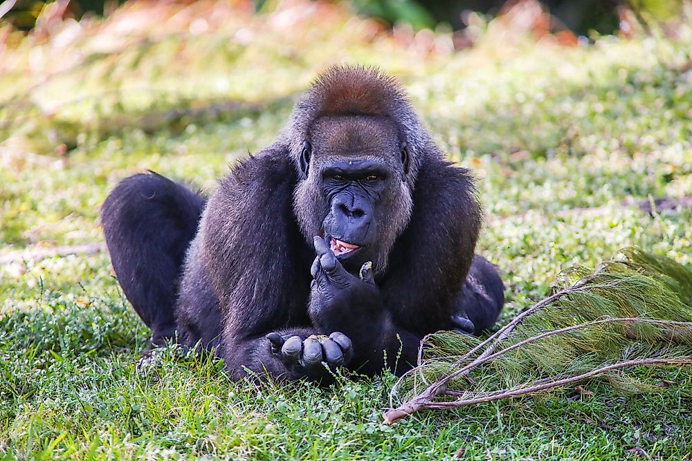 A cross river gorilla. 