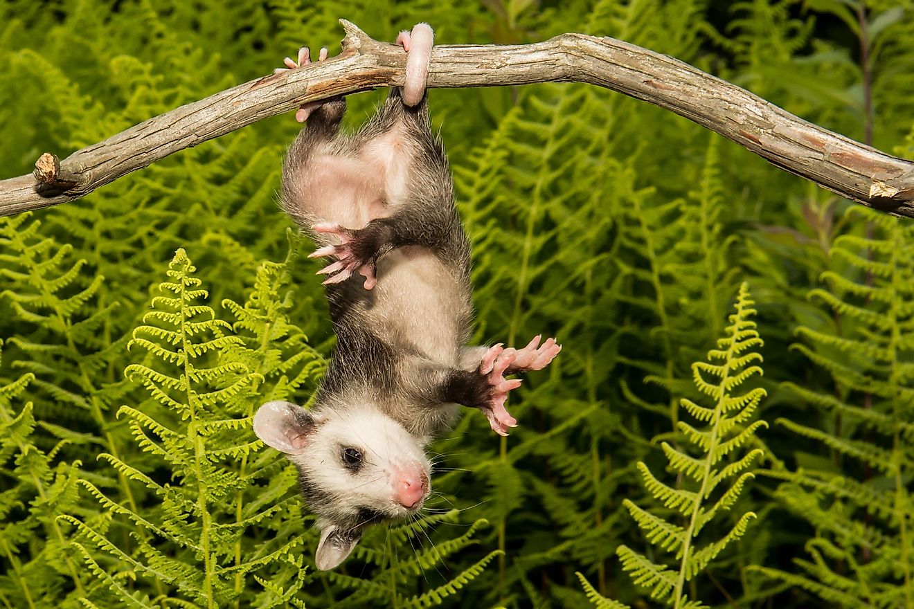 North American opossum, climbing on the tree.