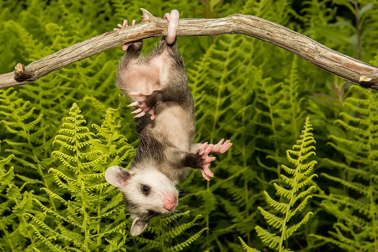 North American opossum, climbing on the tree.