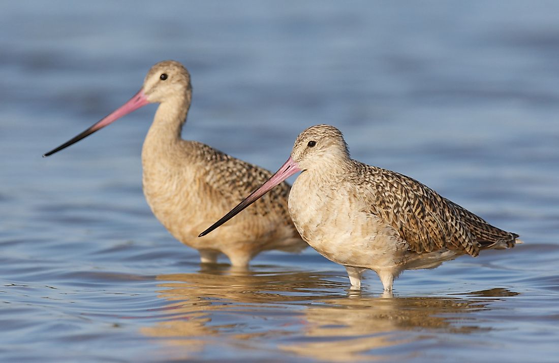 Limosa fedoa. 