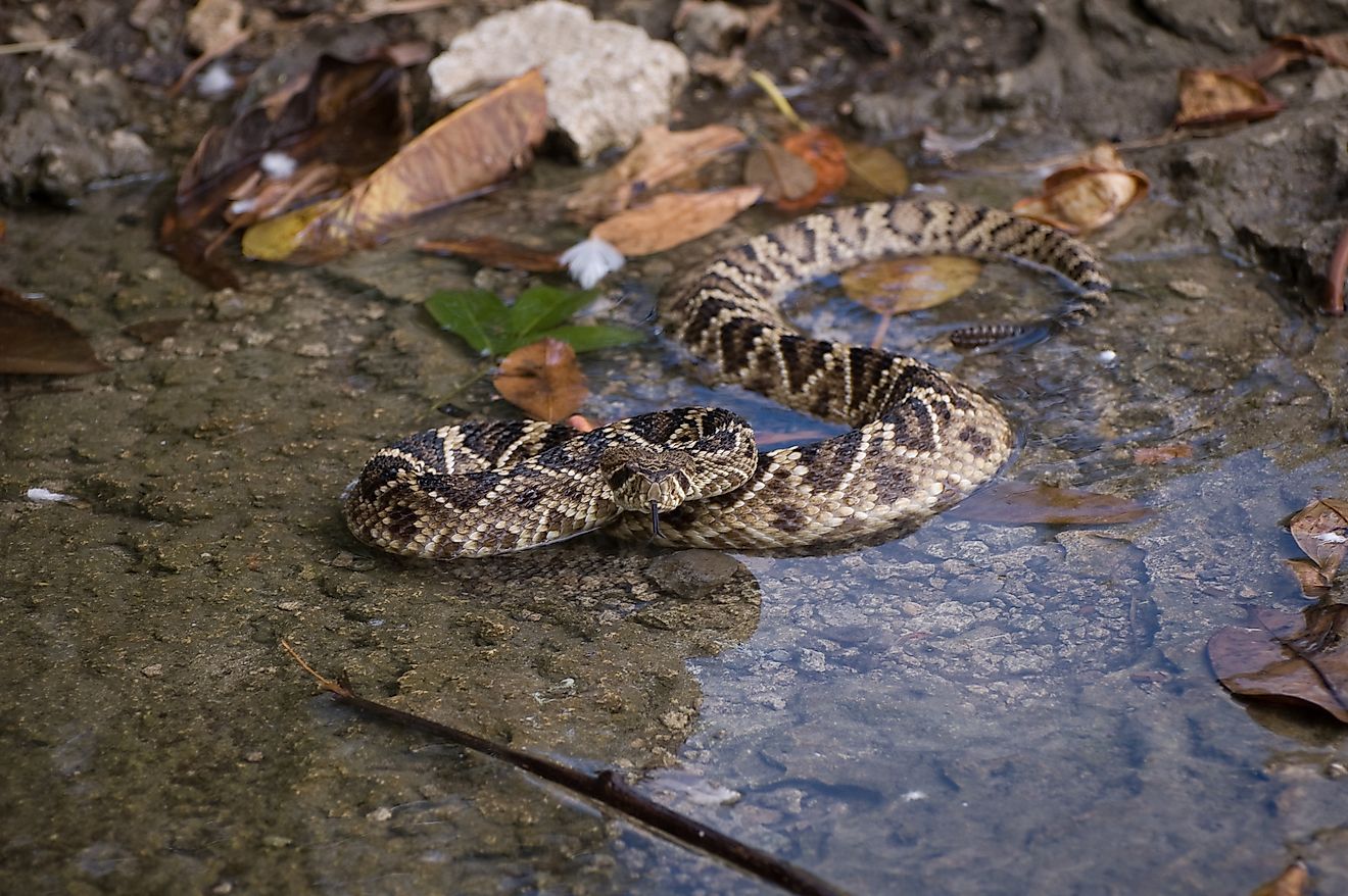 An eastern diamondback rattlesnake.