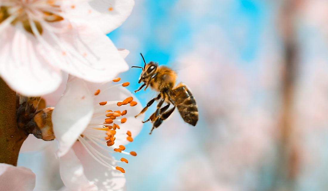 The majority of bees in a hive are female workers.