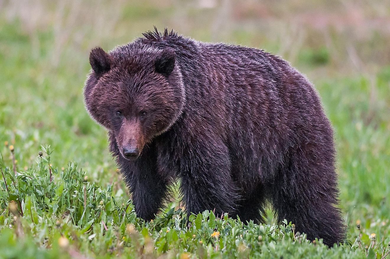 A grizzly bear in Kootenay National Park.