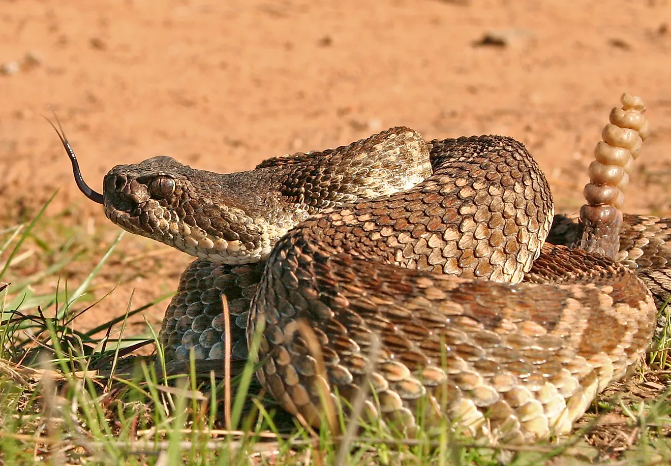Rattlesnake - (Crotalus oreganus helleri)