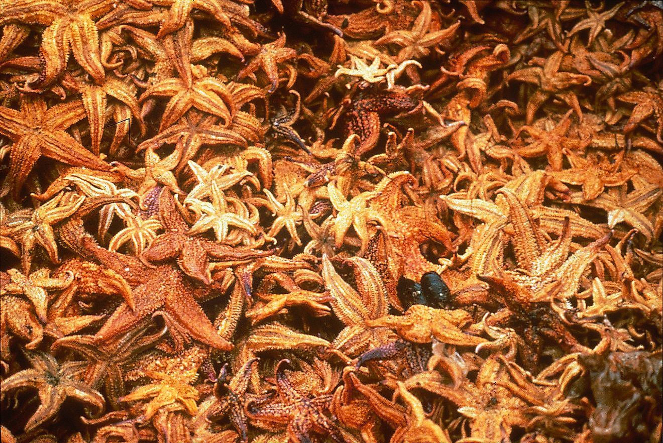 The Northern Pacific seastar, was accidentally introduced into Australia in the 1980s. It is found in the Derwent Estuary (Hobart), Tasmania and Port Phillip Bay, Victoria. Image credit: CSIRO