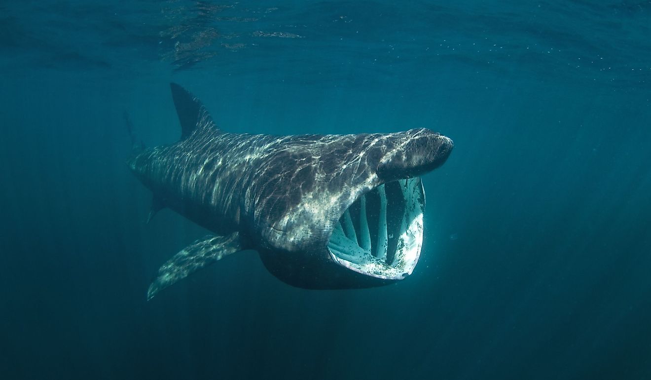 Basking shark, cetorhinus maximus, Coll island, Scotland.