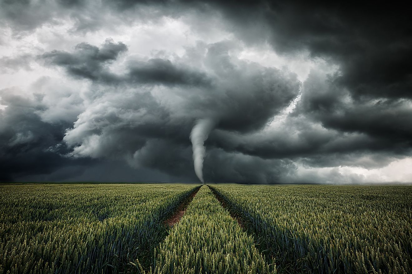 Tornado raging over a landscape - storm over cornfield. Image credit: ohenze/Shutterstock.com