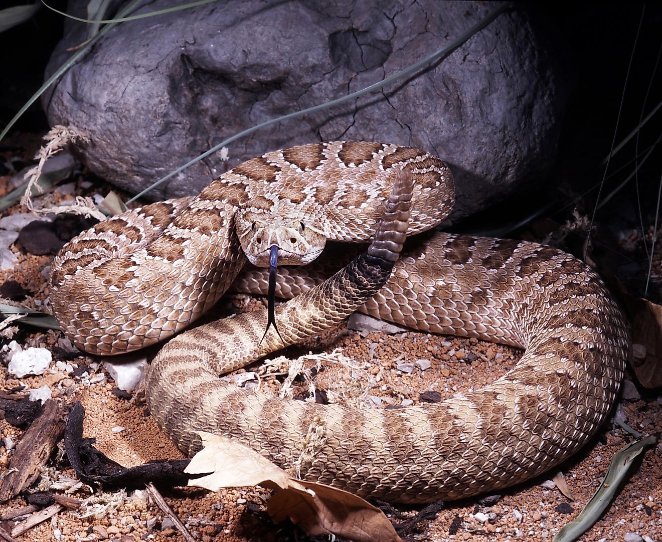 Prairie rattlesnake, Crotalus viridis, in a defensive position.