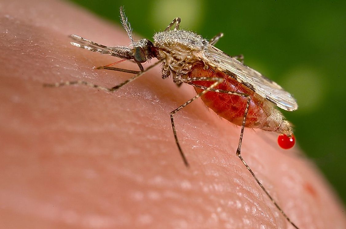 An Anopheles stephensi mosquito acquiring a blood meal from its human host.
