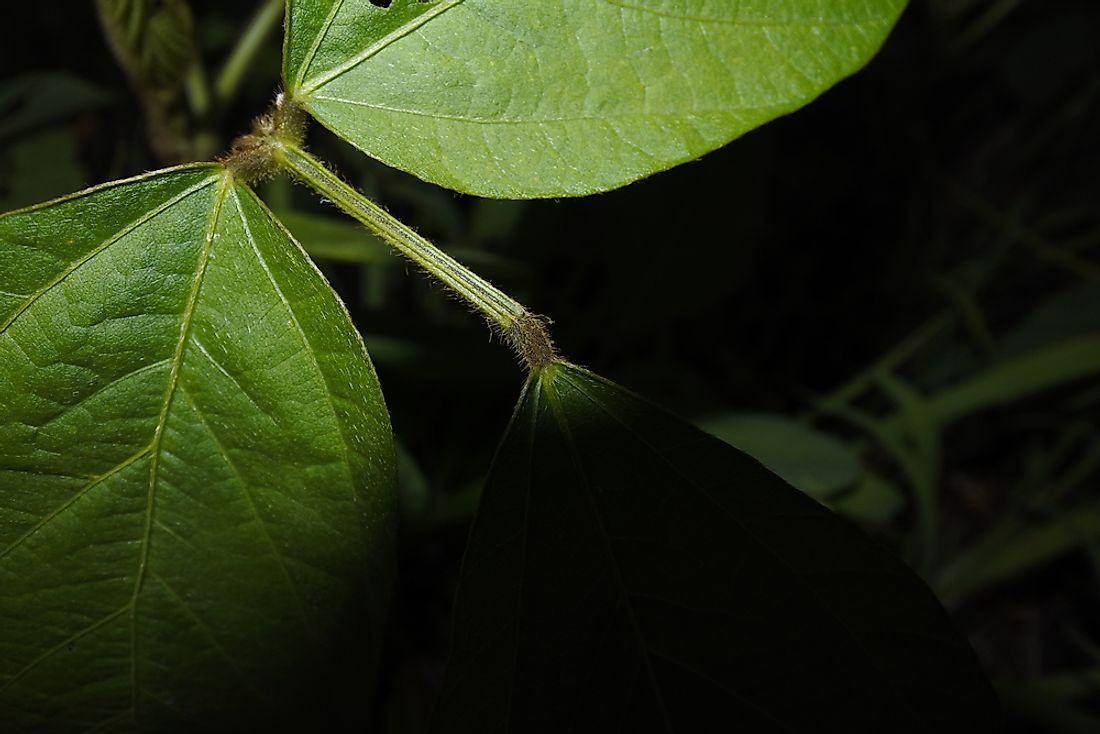 Soybeans that have been subjected to cadmium contamination. 