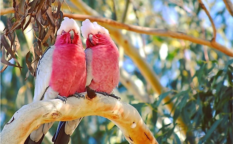 Australian galah parrots couple for life.