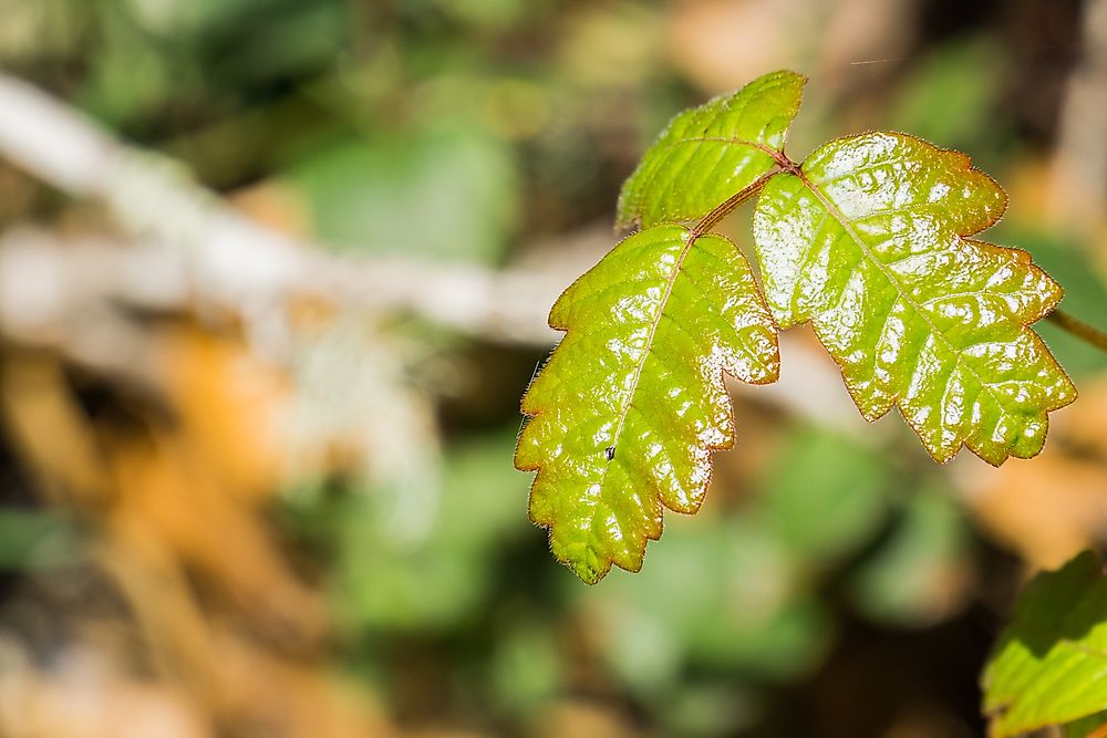 Poison oak in the woods. 