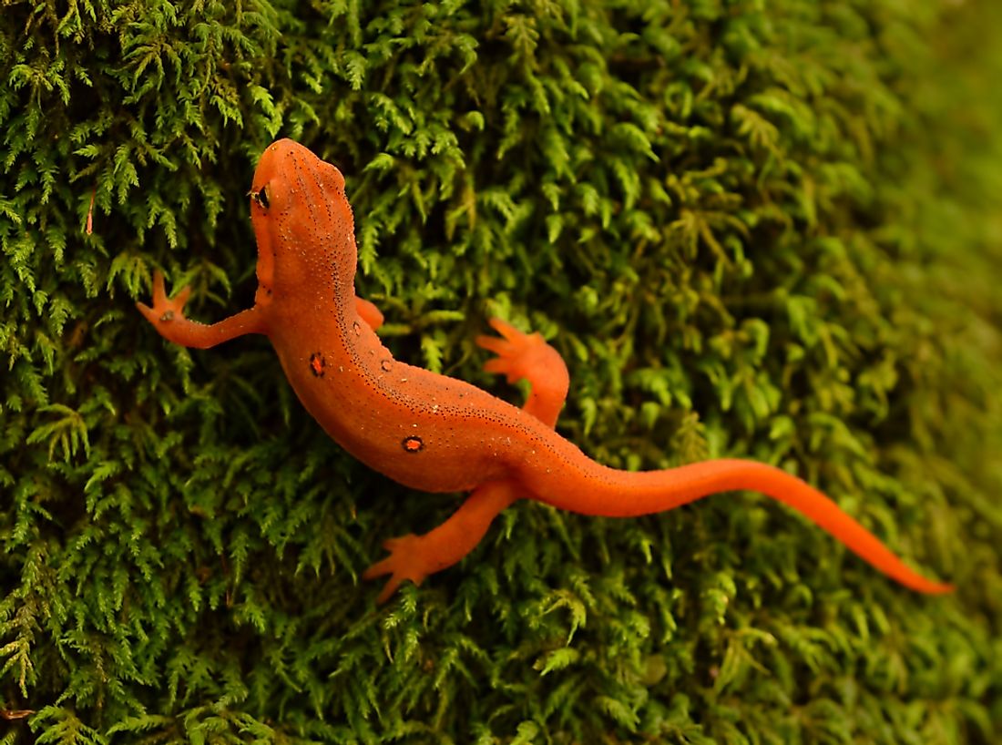 A red-spotted newt. 