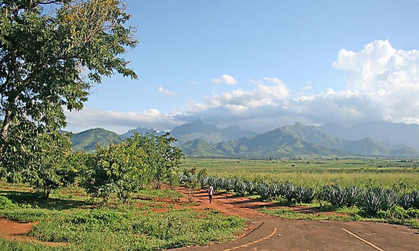A sisal plantation in Morogoro, Tanzania with the Uluguru Mountains visible in the background.