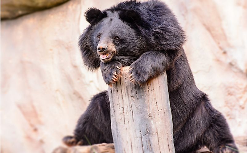 An Asiatic black bear.