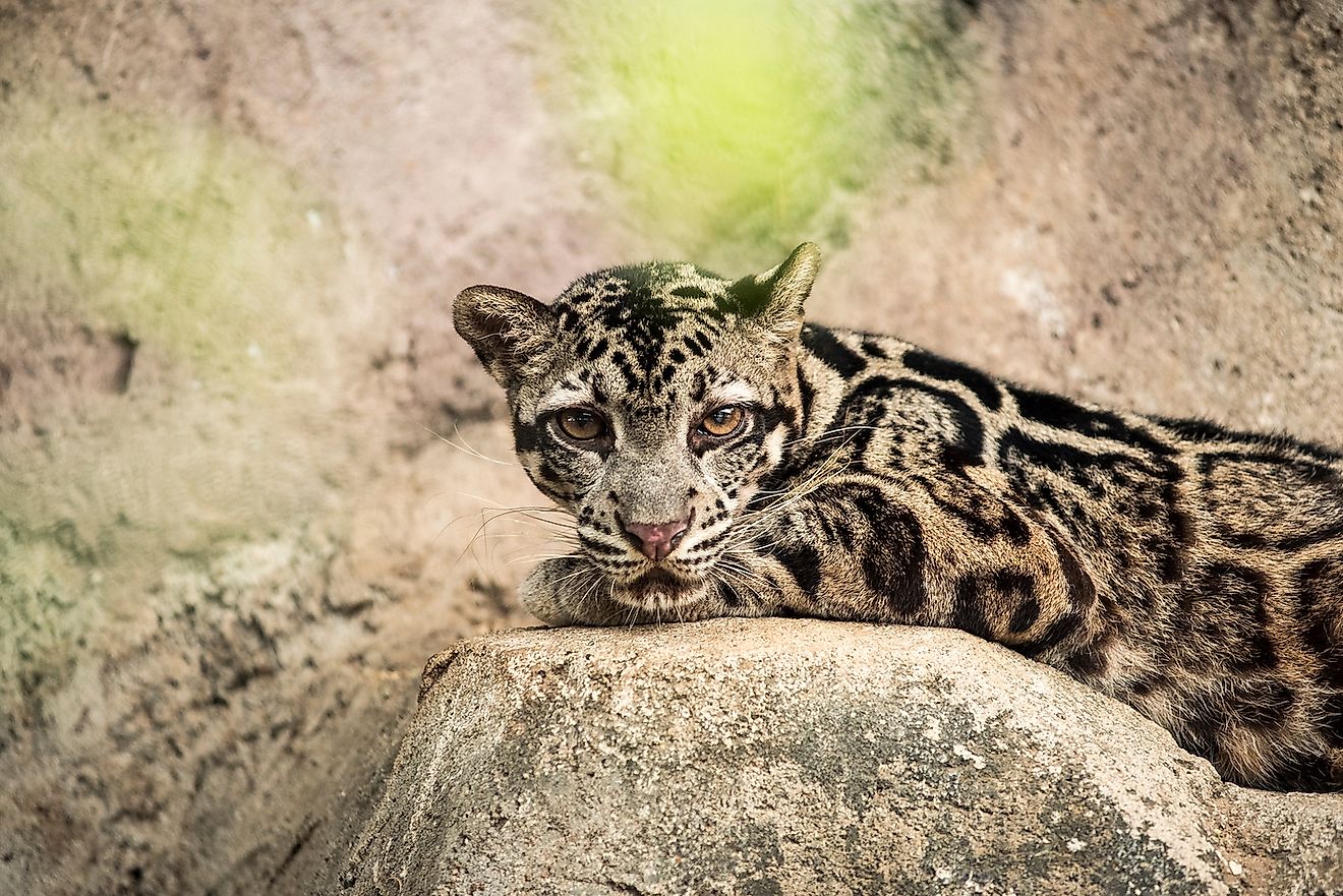 A Sunda clouded leopard. Image credit: studio382.net/Shutterstock.com