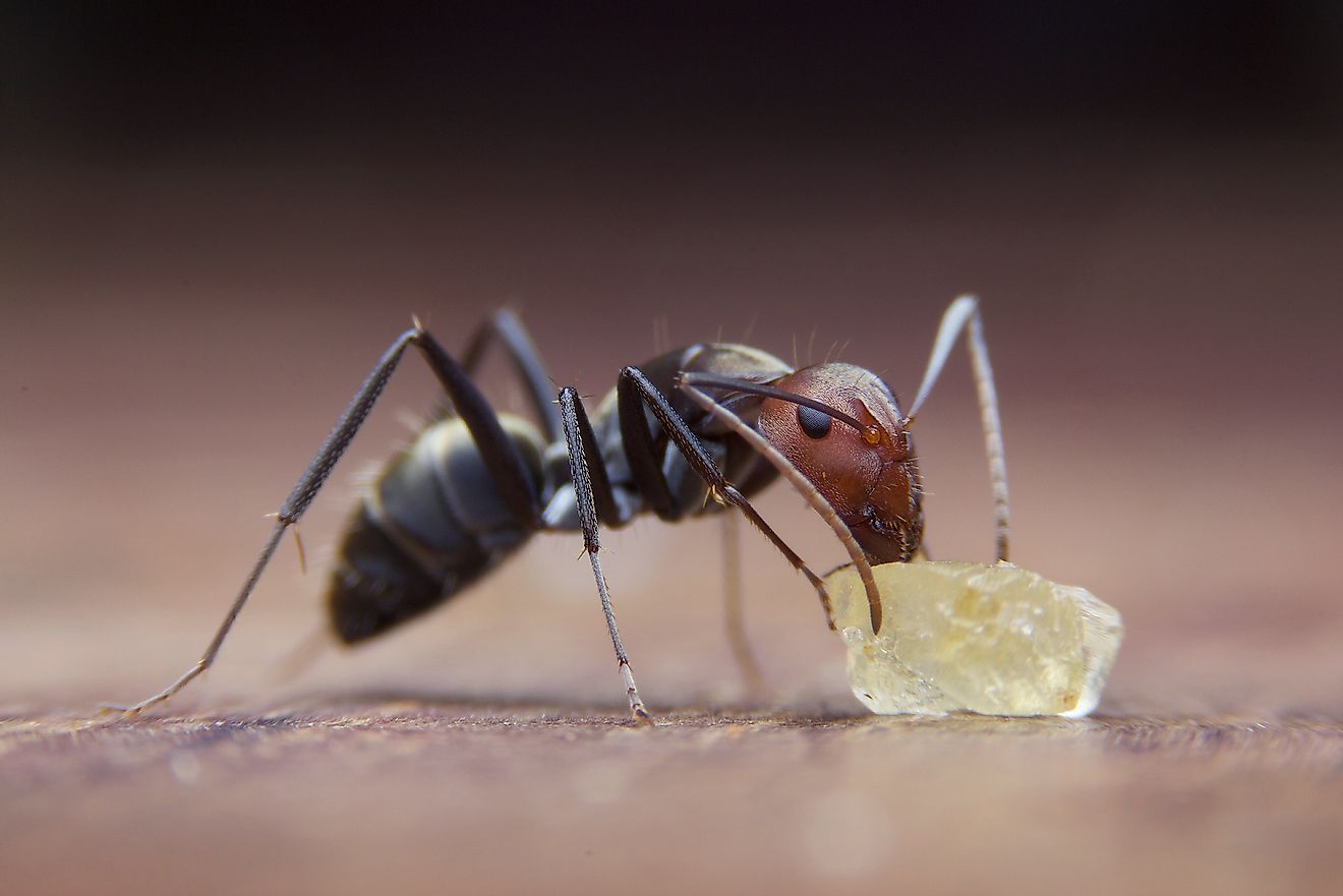 Ants have come up with many brilliant ways to find, harvest, store, and share their food.
