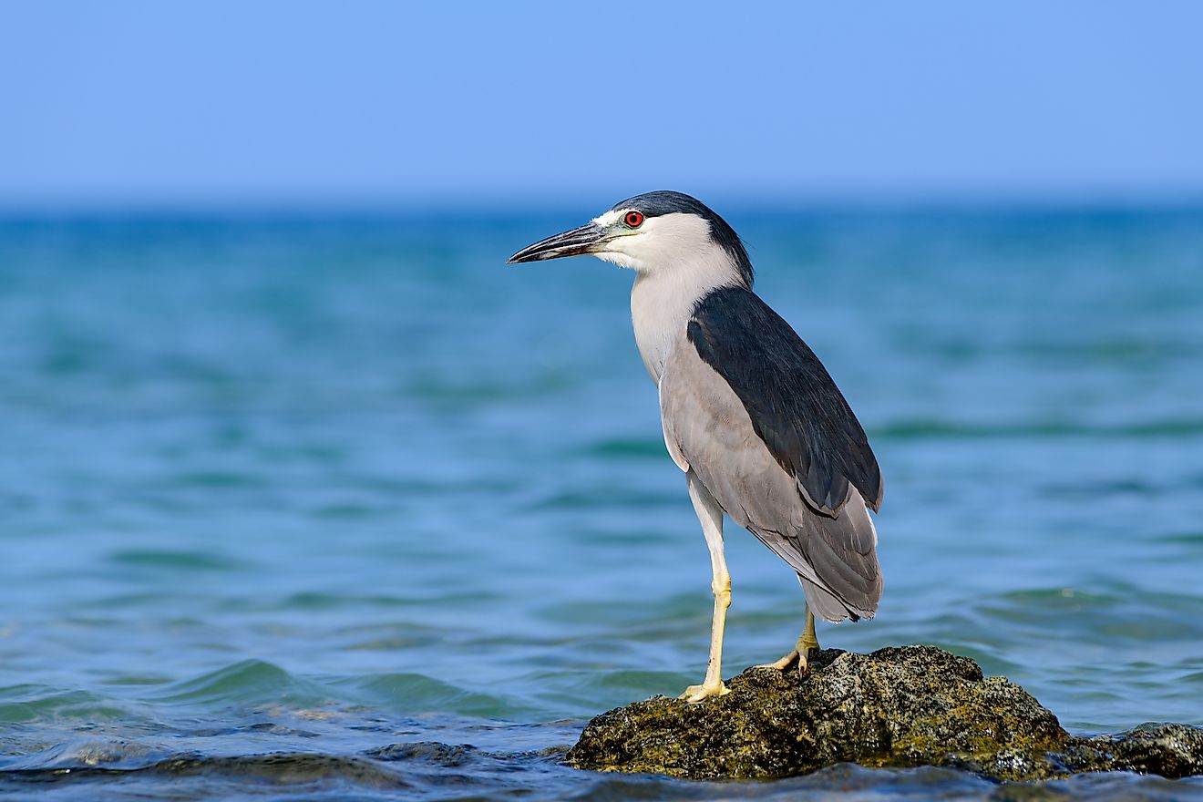 Hawaiian Black Crowned Night Heron (Nycticorax nycticoras) or Auku'u perched on a lava rock in the Pacific ocean off the coast of Hawaii as it hunts for fish. Image credit: Jeff W. Jarrett/Shutterstock.com