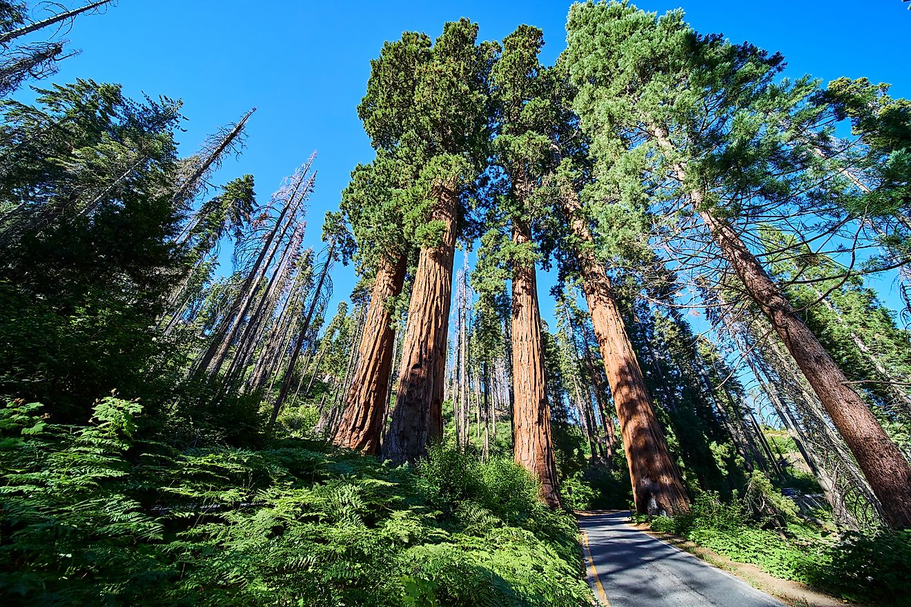 Giant Sequoia Trees Four Guardians and Forest Road in Sequoia National Park California