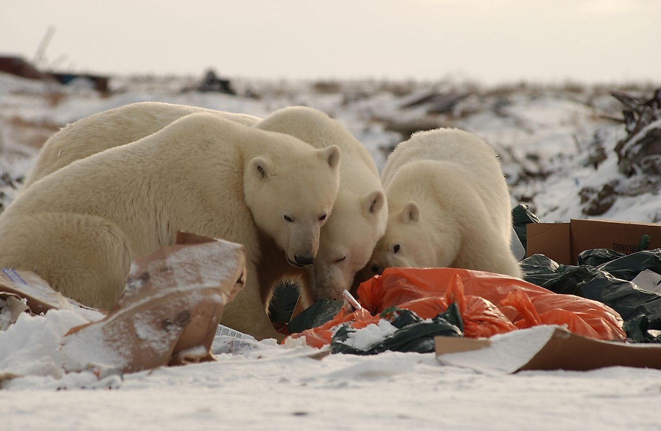 Hungry polar bears forage through toxic garbage for food. Image credit: Keith Levit/Shutterstock.com