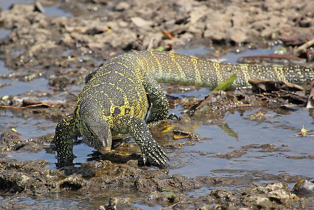 What Animals Live In The Nile River? - WorldAtlas
