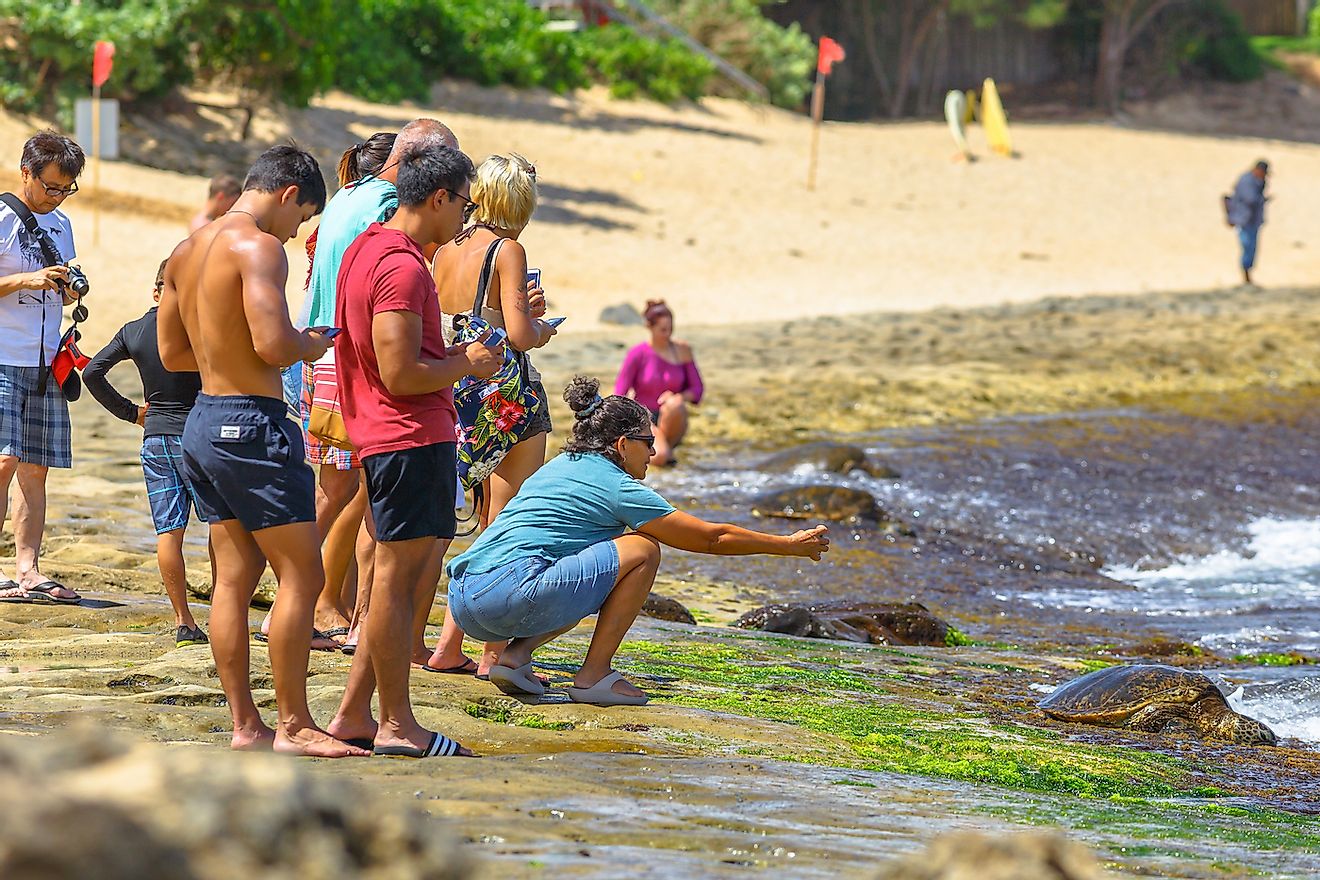 Tourists photographing green turtles in a Hawaiian beach. Image credit: Benny Marty/Shutterstock.com