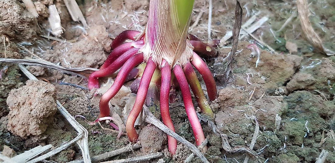 Adventitious Roots in a field of corn. 