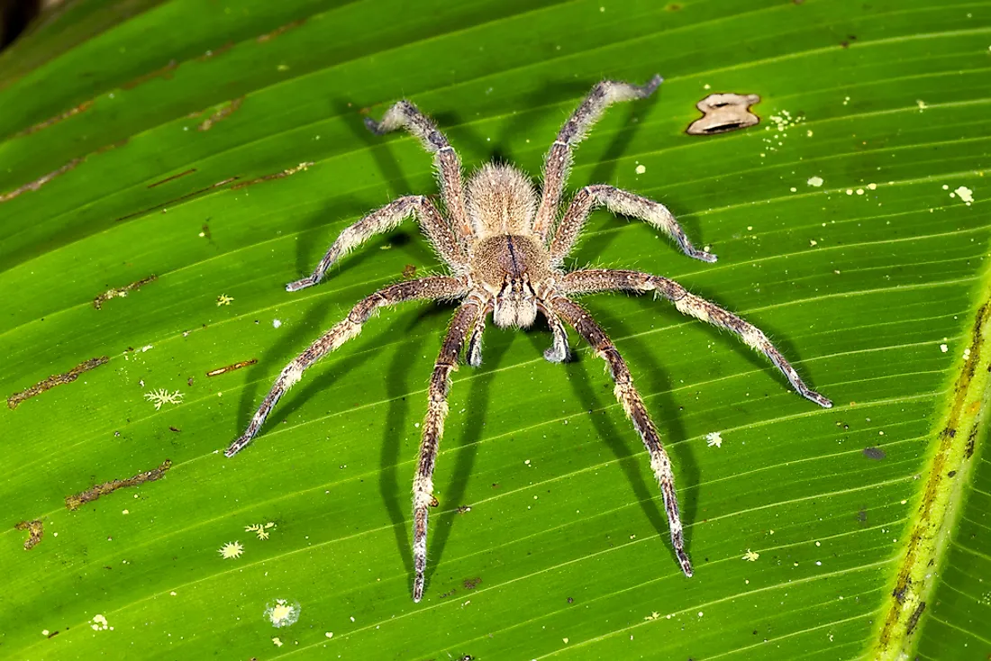 The wandering spider, found in the Amazon rainforest. 