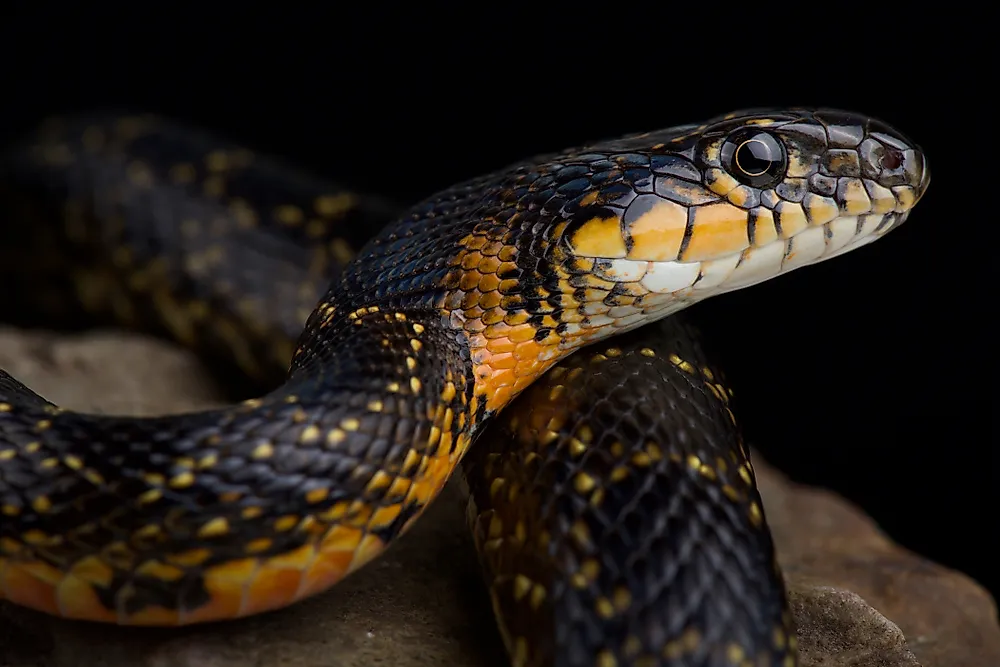 A Horseshoe Whip Snake.