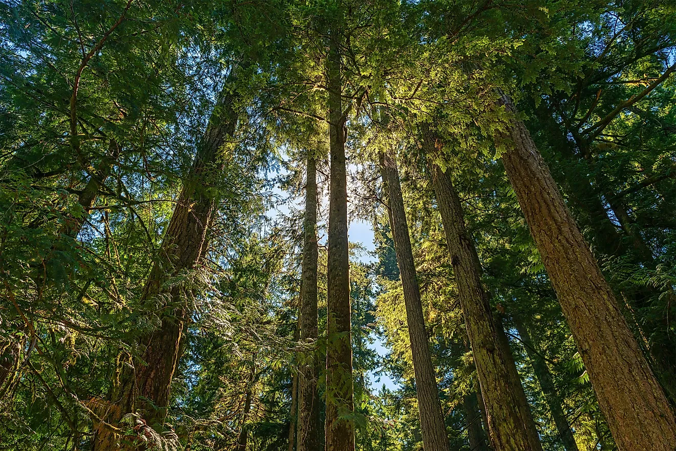 Giant Douglas fir trees in Macmillan Provincial Park, B.C. Credit: SL-Photography/ Shutterstock.com