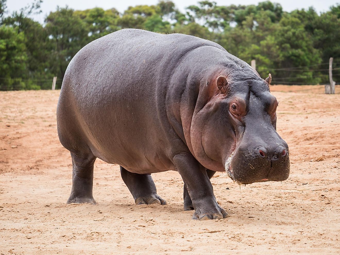 Hipopotamas laikomas vienu pavojingiausių gyvūnų pasaulyje.