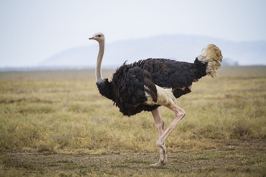 A common ostrich in Africa. Image credit: Milan Zygmunt/Shutterstock.com