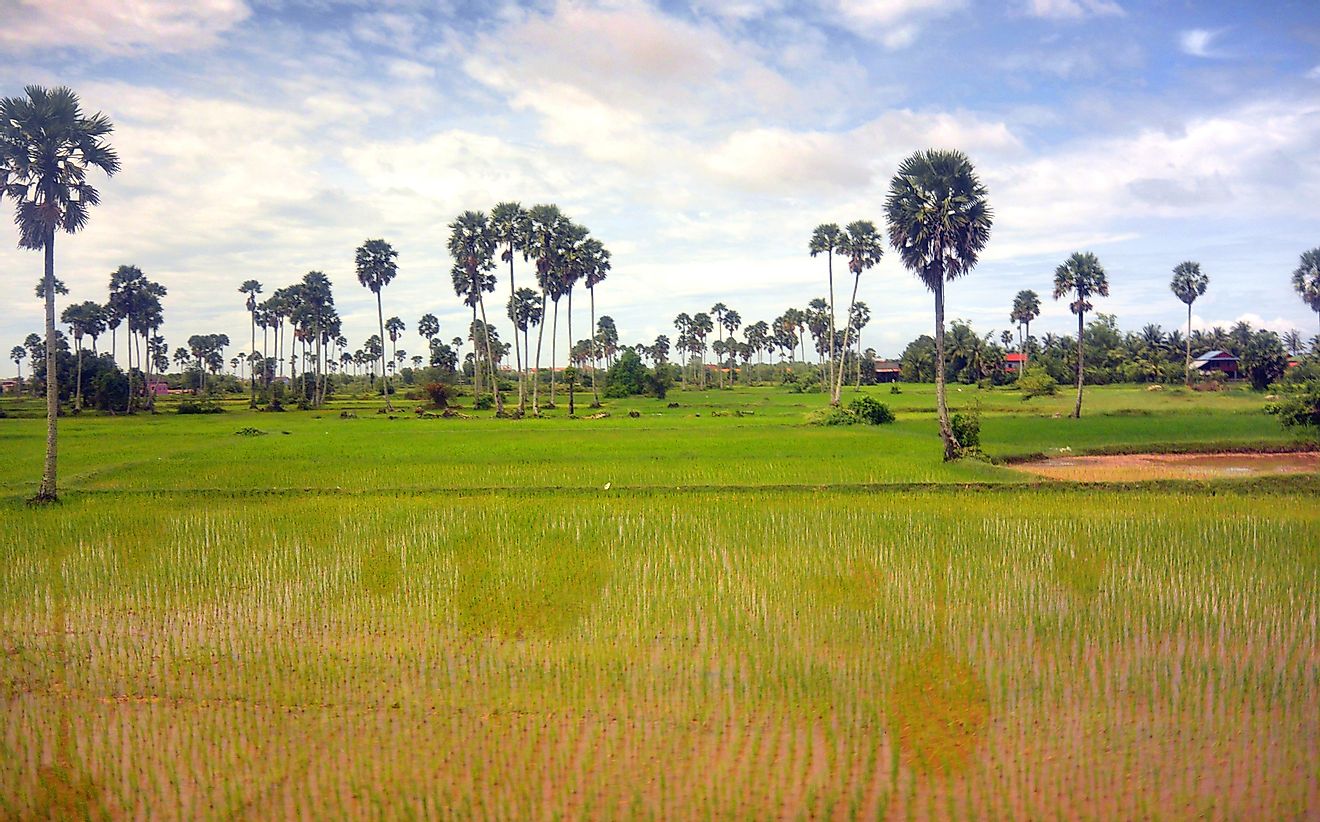A rice field in Cambodia. 
