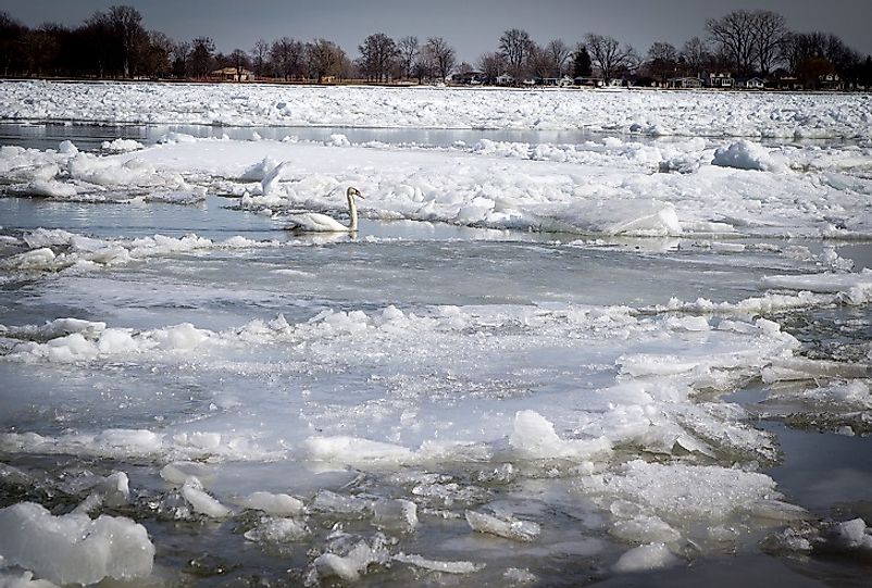 A Swan braves the brutal cold in the partially frozen waters of the St. Clair River near Port Huron, Michigan.