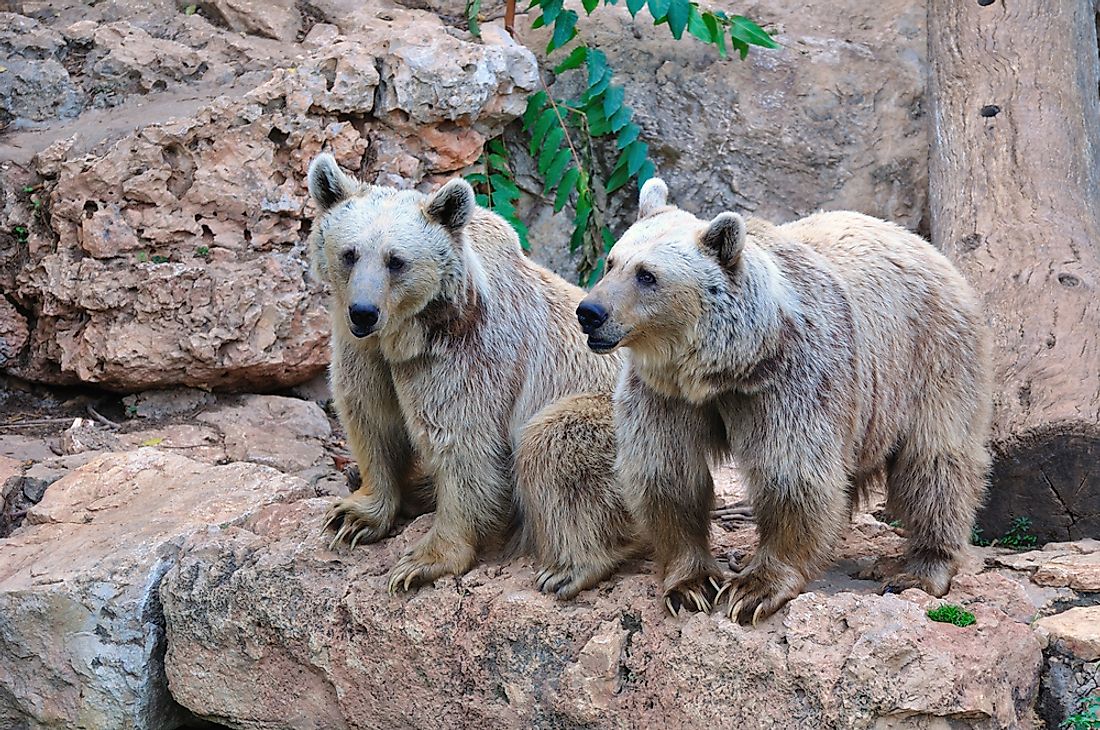 Brown bears at the Jerusalem Biblical Zoo. 